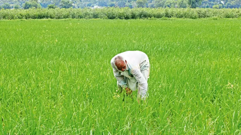 Punjab Farmers Exposed: Weighing Scales Manipulated, Losing 2-3 kg Per Quintal of Paddy