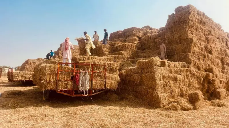 Punjab Farmers Face Straw Bale Crisis: Wheat Sowing at Risk as Collection Delays Mount