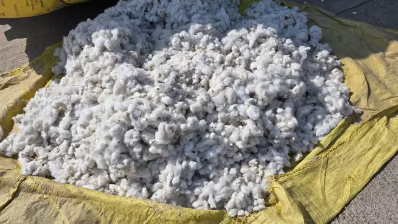 Punjab Farmers Reject CCI's Kapas Kisan App, Sell Cotton Below MSP