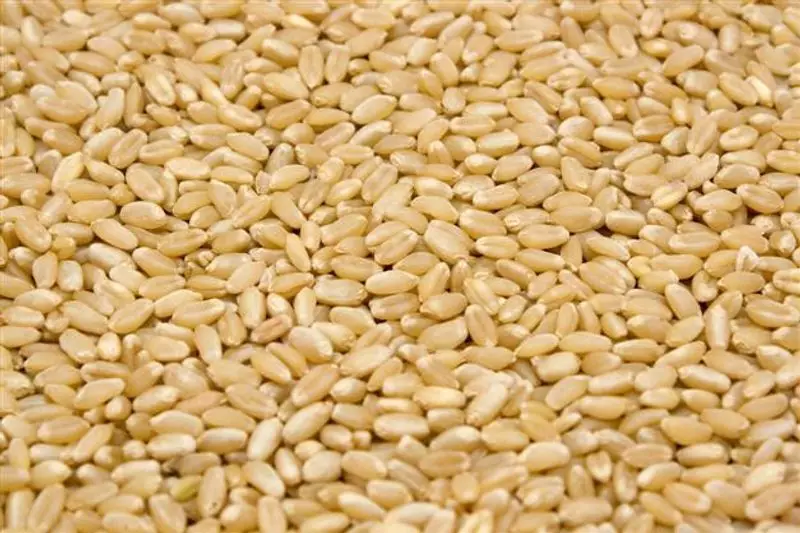 Punjab Government Extends Lifeline: Free Wheat Seeds Distributed to Flood-Affected Farmers in Amritsar