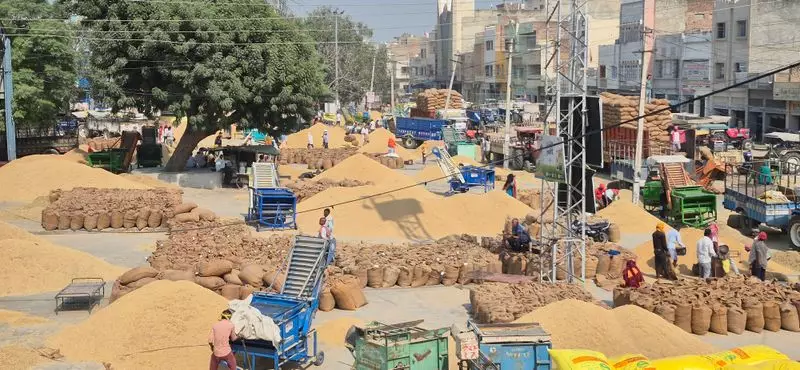 Punjab MSP Alert: Government Cracks Down on Paddy Smuggling as Local Arrivals Slow