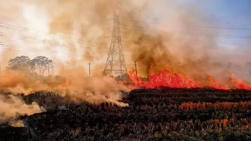 Punjab's Farm Fire Crisis Returns: 283 Fresh Cases Ignite Amid Stubble Burning Season