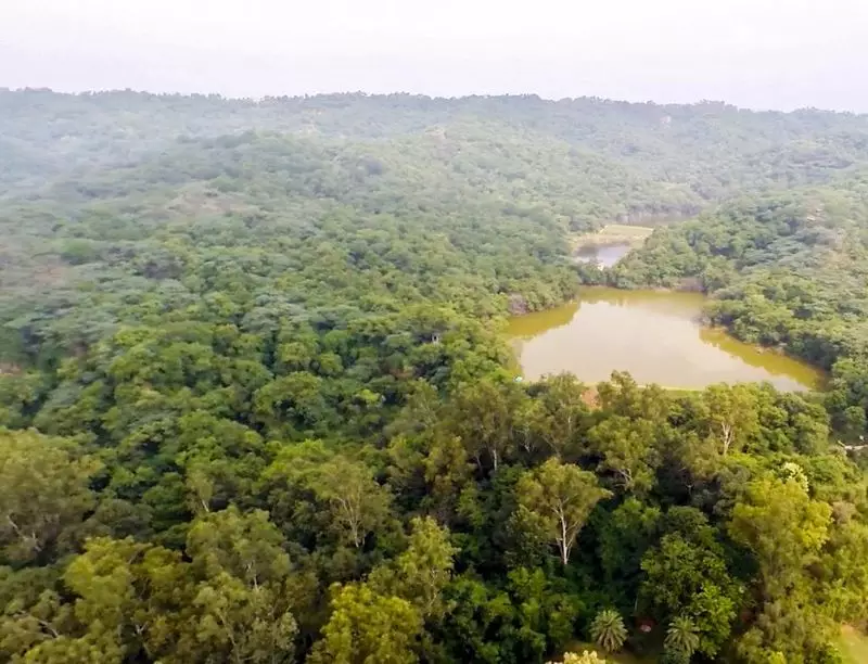 Punjab's New Low-Impact Housing Policy Sparks Environmental Concerns