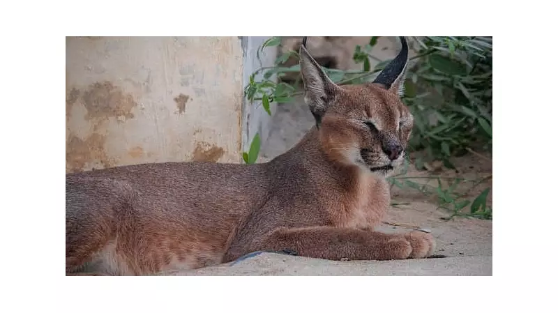 Rare Asiatic Caracal Spotted in Rajasthan's Jaisalmer After 20 Years