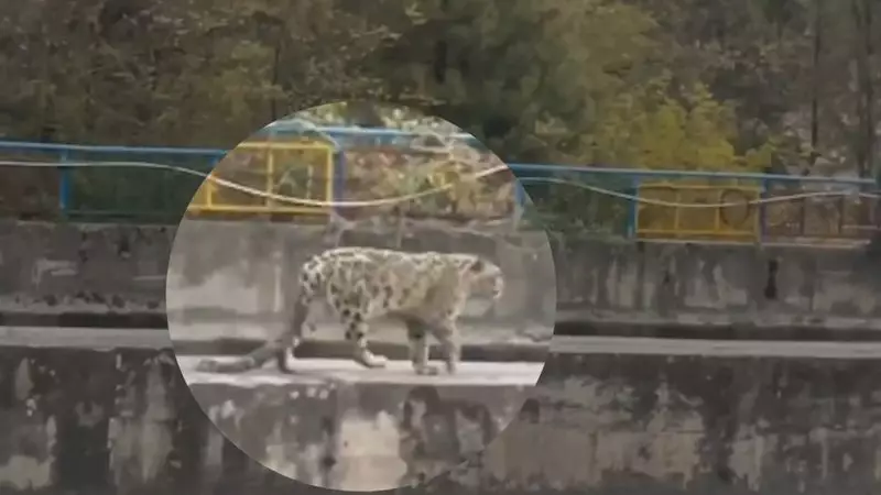 Rare Snow Leopard Rescue in Kinnaur: First-Ever Sighting Leads to Dramatic Dam Rescue Operation