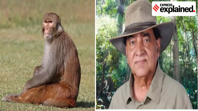 Rhesus Monkeys Regain Legal Protection in India: Experts Explain Why