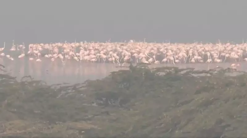 Sambhar Lake Turns Pink with 250,000 Migratory Flamingos