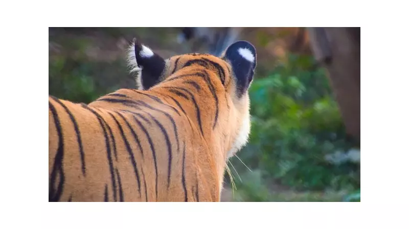 Second Male Tiger Rescued in Mysuru's Sargur Taluk Within a Week