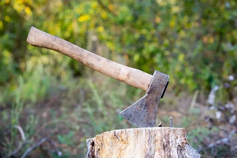 Shocking Tree Mutilation in Punjab: Century-Old Banyan Brutally Chopped in Jalandhar
