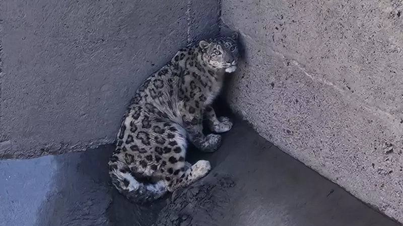 Snow Leopard's Miraculous Rescue from Kinnaur Dam Filter Inlet in Himachal