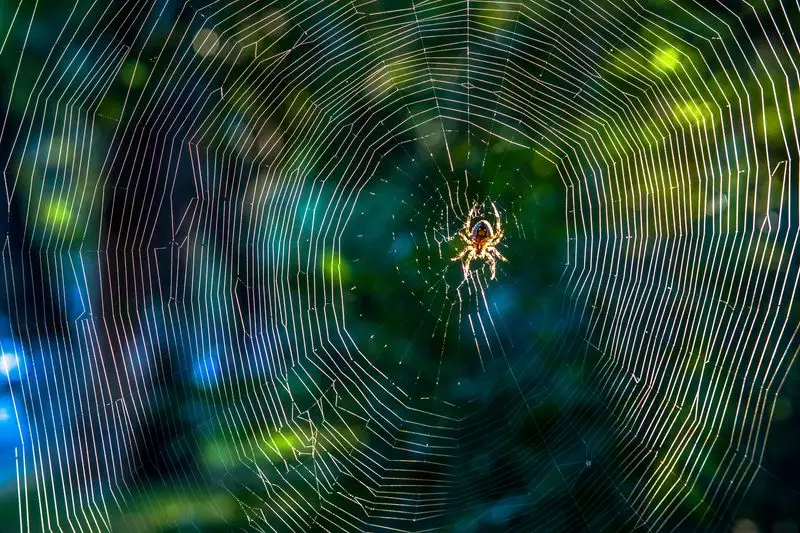 Spider Colonies Defy Nature: Constant Party Life in Massive Webs