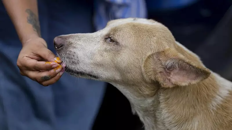 Supreme Court Fumes: Chief Secretaries Summoned Over Stray Dog Order Disregard