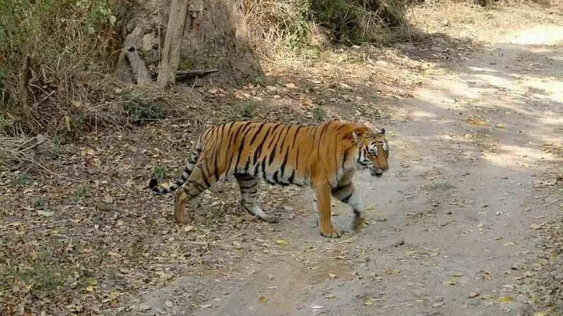 Supreme Court Seeks Response on Corbett Tiger Reserve Poaching Probe