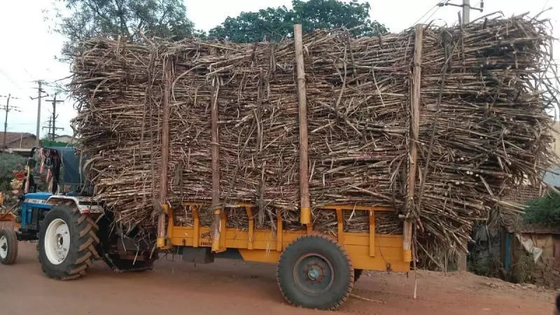 Sweet Victory: Maharashtra Outbids Karnataka with Lucrative Sugarcane Deal for Farmers
