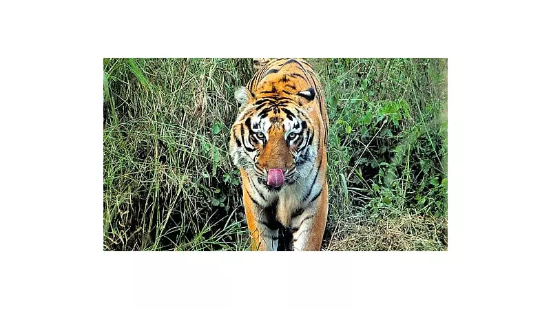 Third Tiger Attack in 15 Days Claims Farmer's Life in Karnataka's Sargur Taluk