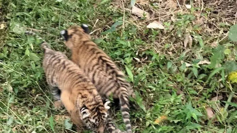 Tiger Family Spotted Inside Mysuru Factory Campus: Forest Department Launches Massive Combing Operation