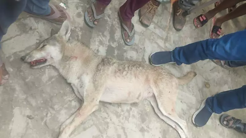 Tragic End in Bahraich: Wolf That Killed 14-Month-Old Infant Shot Dead by Forest Department