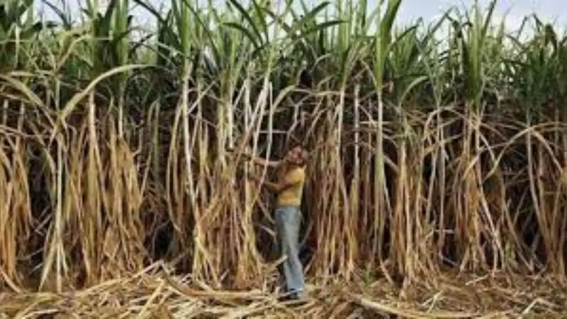 UP Government Announces Historic ₹30 Hike in Sugarcane Price, Farmers Set for Major Boost