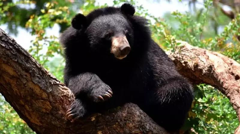 Uttarakhand's Black Bear Crisis: 5 Deaths Spur Emergency Measures