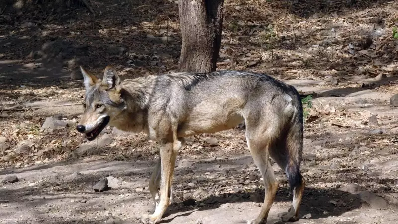 Wolf Attack Claims 5-Year-Old in Bahraich, Reigniting Fear in UP