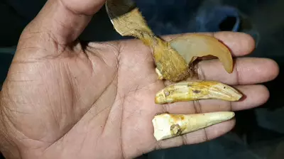 37 Suspected Tiger Skins, 133 Claws Found in Gujarat Temple During Repairs