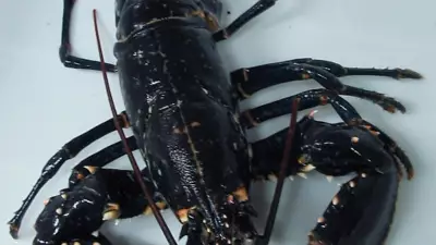 5 Animals That Defy Ageing: From Immortal Jellyfish to 500-Year-Old Clams