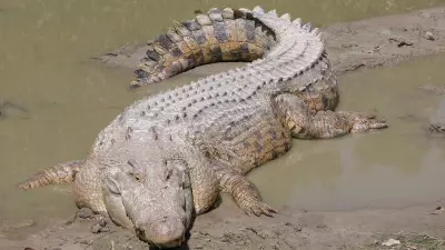 9 Animals With The Deadliest Bite Force: Crocodile Tops, Hippo Surprises