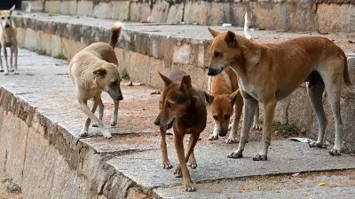 AAP Accuses Delhi Govt of Using FIRs to Intimidate Workers Over Stray Dog Directive