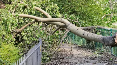 Bengaluru's Ejipura: 72 Trees to be Cut for Road on Defence Land