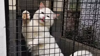 Bengaluru's Pet Boarding Boom: Customised Care Demand Surges 40%