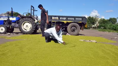 Centre Extends Green Gram Procurement Till Jan 22 to Aid Farmers