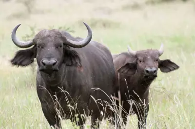 DNA Test Solves Buffalo Ownership Dispute in Rajasthan's Nagaur