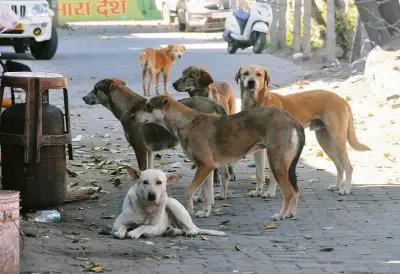 Dog Bite First Aid: Shimla Doctor's Crucial Advice to Stay Calm, Wash with Soap