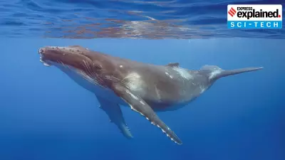 Drones Detect Deadly Virus in Arctic Whales: A Scientific Breakthrough