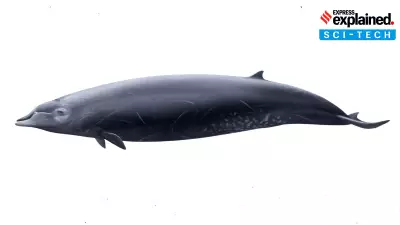 First Ever Wild Sighting of Rare Ginkgo-Toothed Beaked Whale