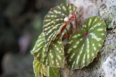 Haryana Approves Rs 1.5 Crore for Nursery-Based Afforestation Projects
