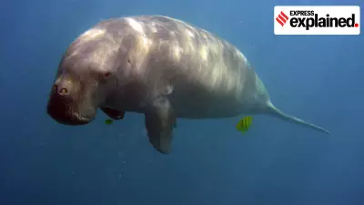 India's Dugong Crisis: Only 250 Sea Cows Remain Amid Habitat Loss