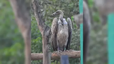 Jatayu Vulture Soars 15 Days from Pench to Nashik's Anjaneri Hills