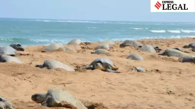 Kerala HC Halts Sand Removal at Thottappally Spillway, Orders Panel to Protect Olive Ridley Turtles