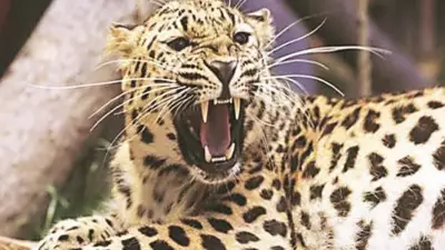 Leopard Spotted in Pune's Mundhwa Society, Forest Dept Deploys Drones & Cameras