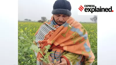 Parasitic Weed Orobanche Threatens India's Mustard Crop, Yields Drop 30-50%