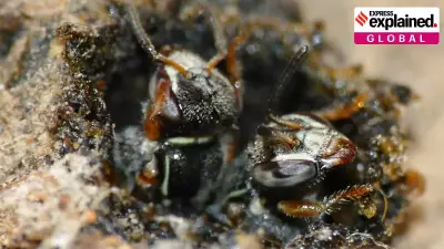 Peru Grants Legal Rights to Amazon's Stingless Bees, a World First for Insects