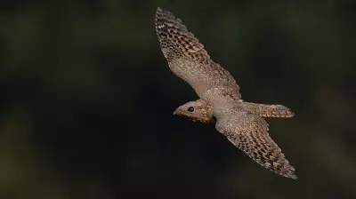 Rare Sykes's Nightjar Spotted First Time in Mangaluru