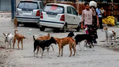 Telangana: Police Case Against 9 After 300 Stray Dogs Poisoned