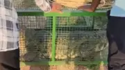 10-Foot Crocodile Rescued in Vadodara Village After Rainy Ordeal