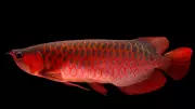 ₹3 Crore Wonder Fish: Meet the World's Most Expensive Aquarium Fish That's Breaking the Internet!