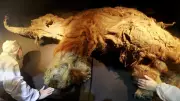 39,000-Year-Old Mammoth RNA Discovered in Siberian Permafrost
