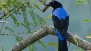 6 Rare Purple Birds in India: Ultimate Birdwatching Guide