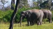 61-Year-Old Man Killed in Wild Elephant Attack in Karnataka's Hassan