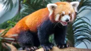 7 Animals with Totally Misleading Names: Red Panda, Guinea Pigs & More